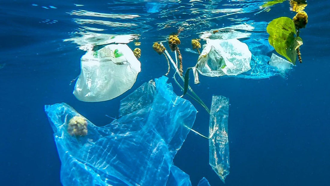 Compostable Vs Biodegradable: Understand The Risk