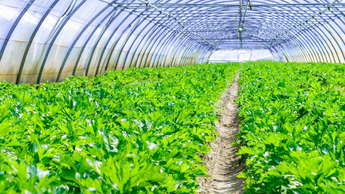 Are Greenhouses Really ‘Green’?