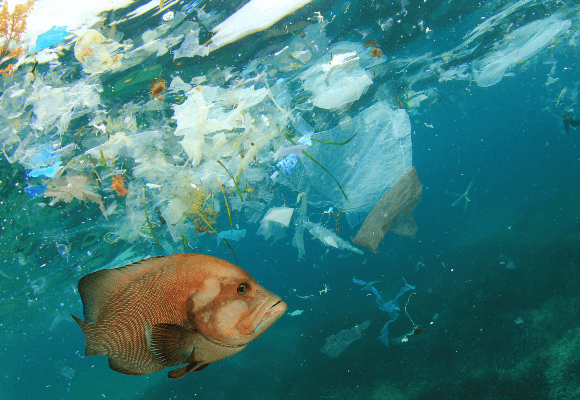 Compostable Bags