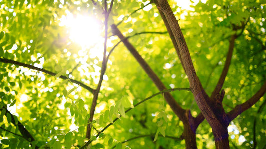 Biodegradable – The Terminology Nightmare