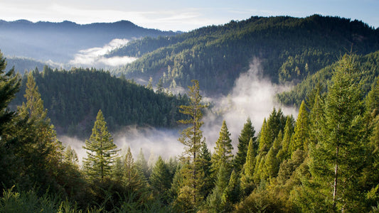 What Are The Environmental Impacts Of Biodegradable Plastics